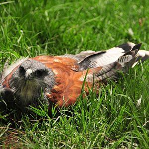 Variable Hawk (Buteo polyosoma)