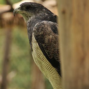 Black-chested Buzzard-Eagle (Geranoaetus melanoleucus)