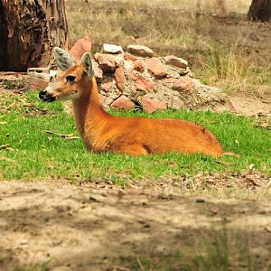 Marsh Deer (Blastocerus dichotomus)
