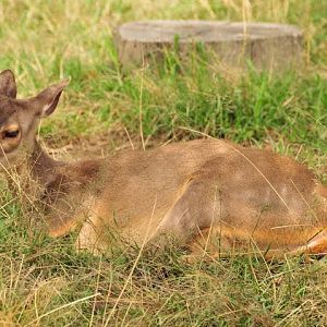 Red Brocket (Mazama americana)