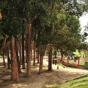 Old Speckled bear complex