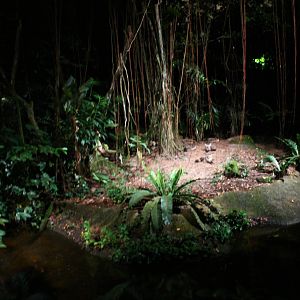 East Lodge Trail - Bat-eared Fox exhibit