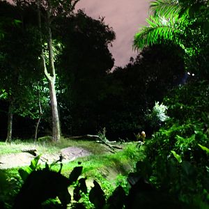 East Lodge Trail - Bongo exhibit
