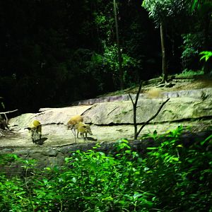 East Lodge Trail - Red River Hog exhibit