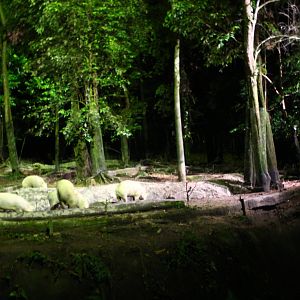 East Lodge Trail - Babirusa exhibit