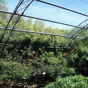 Pantanal walkthrough aviary