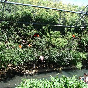 Pantanal walkthrough aviary