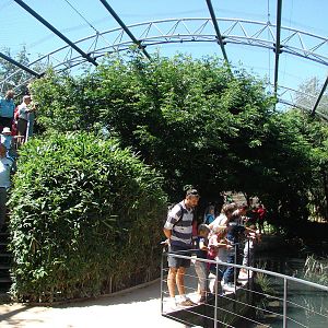 Pantanal walkthrough aviary