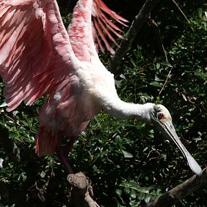 Roseate spoonbill (Platalea ajaja)