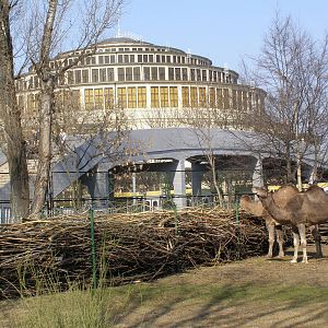 dromedaries (Camelus dromedarius)