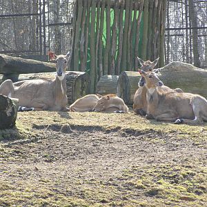 nilgai (Boselaphus tragocamelus)