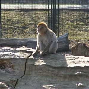 barbary macaque (Macaca sylvanus)