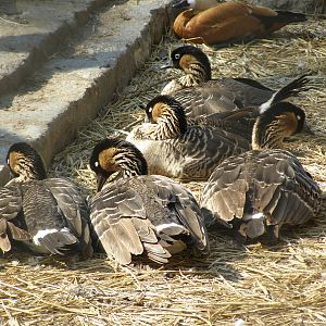 nene (Branta sandvicensis)