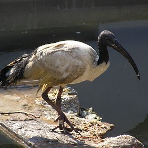 African sacred ibis (Threskiornis aethiopicus)