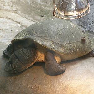 Malaysian giant turtle (Orlitia borneensis)