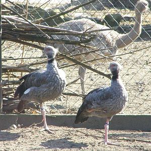 southern screamers (Chauna torquata), in background Darwin's rhea (Rhea pen