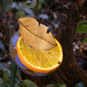 Indian leafwing (Kallima paralekta)
