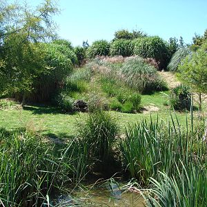 Chilean area - Darwin Nandu exhibit