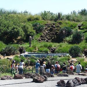 Chilean area - Humboldt Penguins exhibit