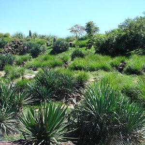 Chilean area - Humboldt Penguin exhibit