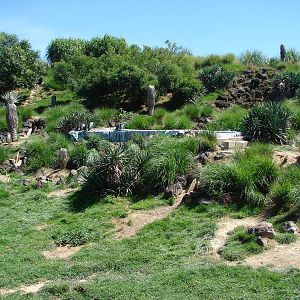 Chilean area - Humboldt Penguin exhibit