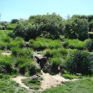Chilean area - Humboldt Penguin exhibit