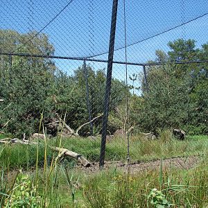 Chilean Area - Andean Condor aviary