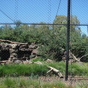 Chilean Area - Andean Condor aviary