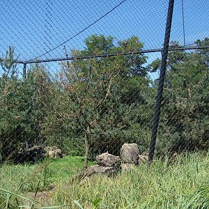 Chilean Area - Andean Condor aviary