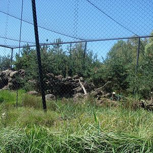 Chilean Area - Andean Condor aviary