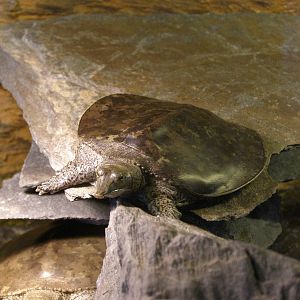 spiny softshell turtle (Apalone spinifera)
