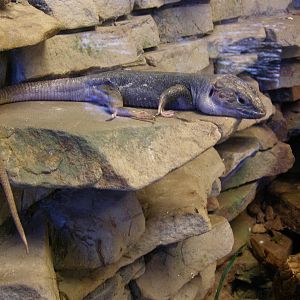 ocellated lizard (Timon pater)