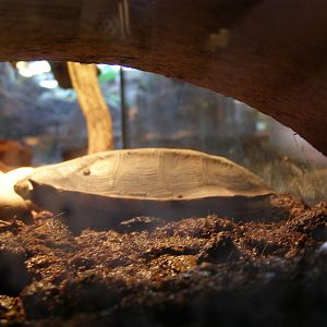 twist-necked turtle (Platemys platycephala)