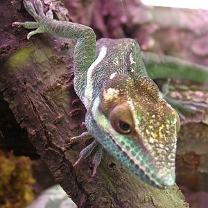 Holguin anole (Anolis noblei)