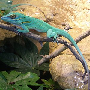 Baracoa anole (Anolis baracoae)