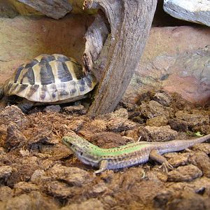 Italian wall lizard (Podarcis sicula) & Hermann's tortoise (Testudo her