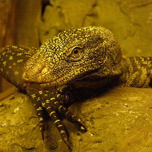 crocodile monitor (Varanus salvadorii)