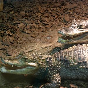 spectaacled caiman (Caiman crocodilus)
