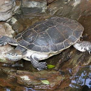 Hilaire's side-necked turtle (Phrynops hilarii)