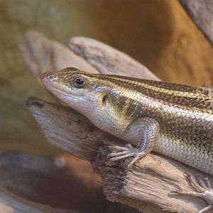 five-lined mabuya (Mabuya quinquetaeniata)