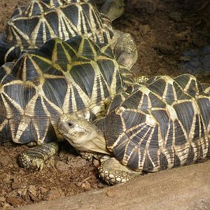 Burmese star tortoise (Geochelone platynota)