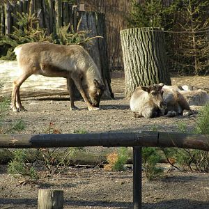 reindeer (Rangifer tarandus)