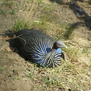 vulturine Guineafowl (Acryllium vulturinum)