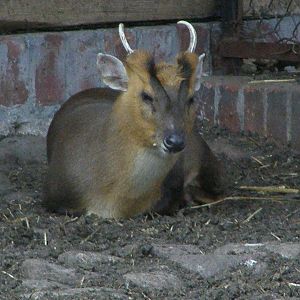Revees's muntjac (Muntiacus reevesi)