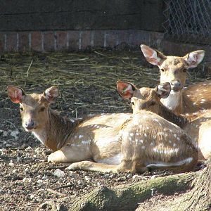chital (Axis axis)