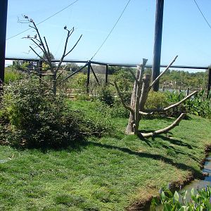 Australian walkthrough aviary