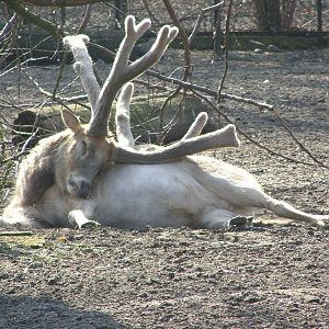 milu buck (Elaphurus davidianus)