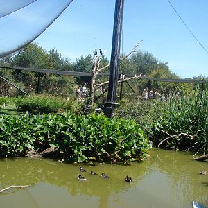 Australian walkthrough aviary