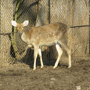 barasingha (Rucervus duvaucelii)