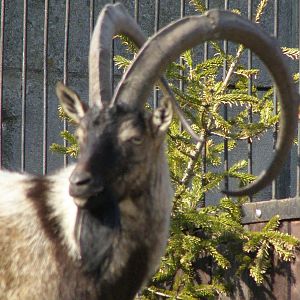 Cretan goat (Capra aegagrus creticus)